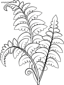 A color page of fern