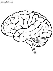 Coloring page of a brain