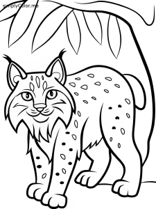 Coloring pages a color picture of a bobcat, bold and easy Coloring pages a color picture of a bobcat