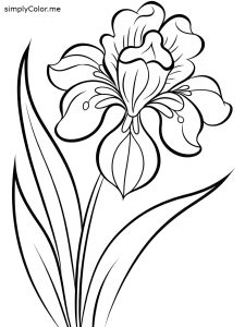 Iris flower coloring page