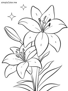 Lily coloring page, bold and easy Lily coloring page