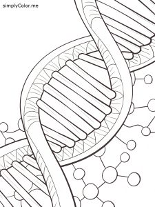Dna double helix coloring worksheet Dna double helix coloring worksheet