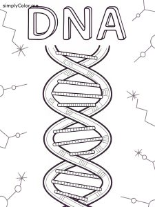 Dna the double helix coloring worksheet