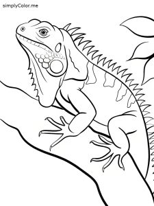 Lizard coloring page