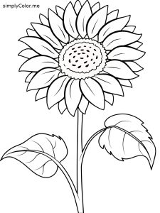 Sunflower color page