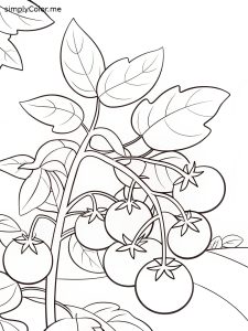 Tomato plant coloring page Tomato plant coloring page