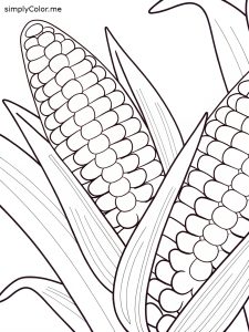 close-up-corn