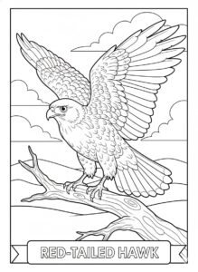 Red tailed hawk coloring page Red tailed hawk coloring page
