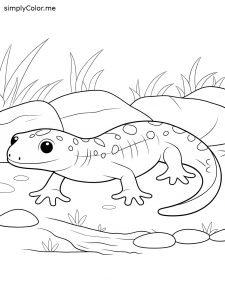 Salamander coloring sheet