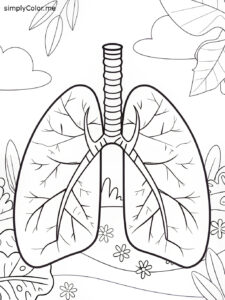 Lungs coloring sheet