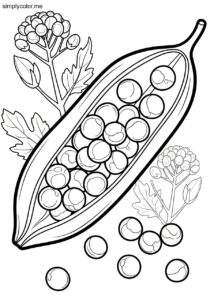 Mustard seed coloring sheet