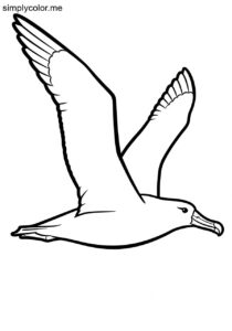 Albatross (Diomedea exulans) coloring page
