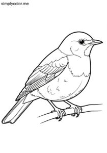 American Robin (Turdus migratorius) coloring page
