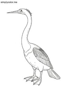 Anhinga (Anhinga anhinga) coloring page