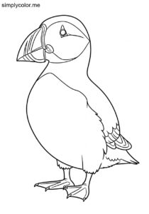Atlantic Puffin (Fratercula arctica) coloring page