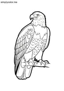 Bald Eagle (Haliaeetus leucocephalus) coloring page