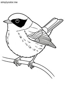 Bay-breasted Warbler (Setophaga castanea) coloring page Bay-breasted Warbler (Setophaga castanea) coloring page