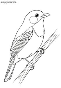 Bicolored Conebill (Conirostrum bicolor) coloring page Bicolored Conebill (Conirostrum bicolor) coloring page