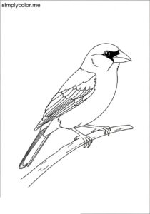 Black-headed Grosbeak (Pheucticus melanocephalus) coloring page Black-headed Grosbeak (Pheucticus melanocephalus) coloring page