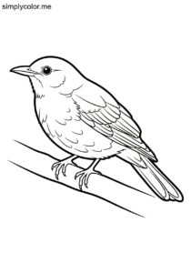 Blackbird (Turdus merula) coloring page Blackbird (Turdus merula) coloring page