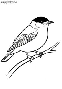 Blackcap (Sylvia atricapilla) coloring page