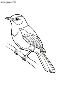 Blue Mockingbird (Melanotis caerulescens) coloring page