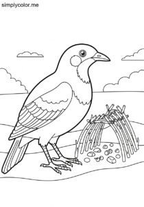 Bowerbird (Ptilonorhynchidae spp.) coloring page Bowerbird (Ptilonorhynchidae spp.) coloring page