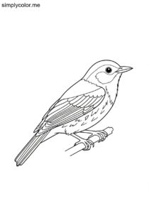 Buff-breasted Warbler (Myiothlypis luteoviridis) coloring page Buff-breasted Warbler (Myiothlypis luteoviridis) coloring page