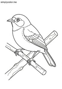 Capped Conebill (Conirostrum albifrons) coloring page Capped Conebill (Conirostrum albifrons) coloring page
