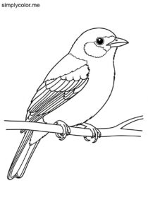 Chestnut-backed Tanager (Tangara preciosa) coloring page