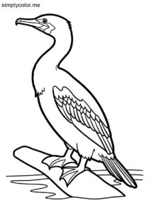 Cormorant (Phalacrocorax spp.) coloring page Cormorant (Phalacrocorax spp.) coloring page