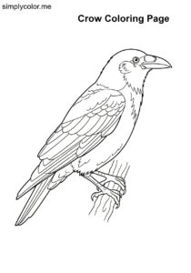 Crow (Corvus brachyrhynchos) coloring page Crow (Corvus brachyrhynchos) coloring page