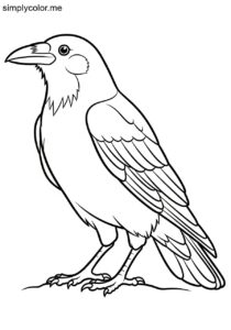 Crow (Corvus corone) coloring page Crow (Corvus corone) coloring page