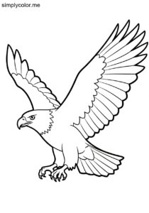 Eagle (Aquila spp.) coloring page