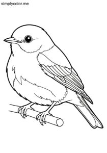 Eastern Bluebird (Sialia sialis) coloring page