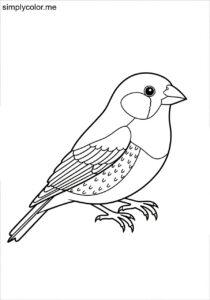 Finch (Fringillidae spp.) coloring page Finch (Fringillidae spp.) coloring page
