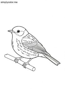 Golden-cheeked Warbler (Setophaga chrysoparia) coloring page Golden-cheeked Warbler (Setophaga chrysoparia) coloring page