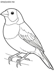 Gouldian Finch (Erythrura gouldiae) coloring page Gouldian Finch (Erythrura gouldiae) coloring page