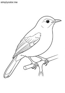 Gray Catbird (Dumetella carolinensis) coloring page Gray Catbird (Dumetella carolinensis) coloring page