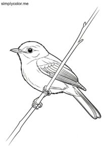Gray Silky-flycatcher (Ptiliogonys cinereus) coloring page Gray Silky-flycatcher (Ptiliogonys cinereus) coloring page
