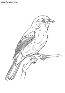 Gray-headed Tanager (Eucometis penicillata) coloring page Gray-headed Tanager (Eucometis penicillata) coloring page