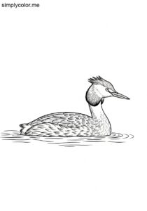 Grebe (Podiceps cristatus) coloring page