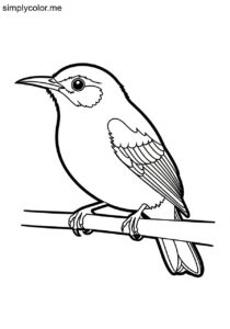Green Honeycreeper (Chlorophanes spiza) coloring page
