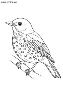 Hermit Thrush (Catharus guttatus) coloring page Hermit Thrush (Catharus guttatus) coloring page