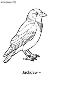 Jackdaw (Corvus monedula) coloring page Jackdaw (Corvus monedula) coloring page