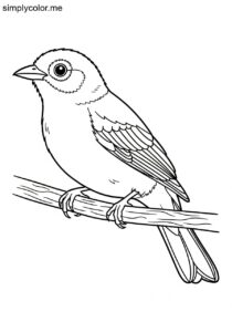 Lemon-spectacled Tanager (Chlorothraupis olivacea) coloring page Lemon-spectacled Tanager (Chlorothraupis olivacea) coloring page