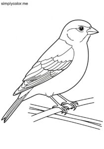 Linnet (Linaria cannabina) coloring page Linnet (Linaria cannabina) coloring page