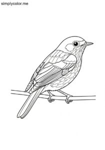 Painted Redstart (Myioborus pictus) coloring page Painted Redstart (Myioborus pictus) coloring page