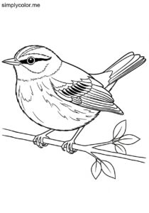 Palm Warbler (Setophaga palmarum) coloring page Palm Warbler (Setophaga palmarum) coloring page