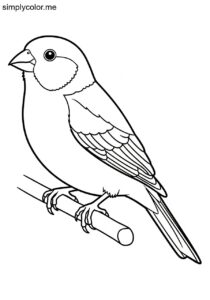 Parrotfinch (Erythrura spp.) coloring page Parrotfinch (Erythrura spp.) coloring page
